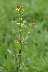 Barbarea bracteosa