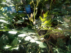 Thomisoidea