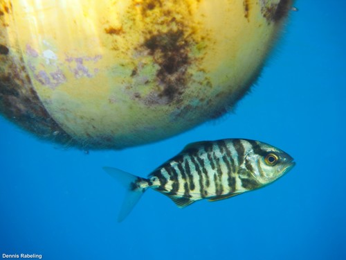 photo of Lesser Amberjack (Seriola fasciata)