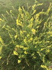 Melilotus officinalis