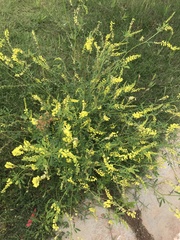 Melilotus officinalis