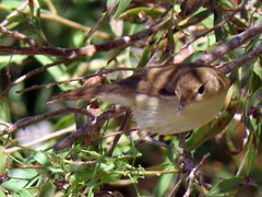 Acrocephalus scirpaceus hallae