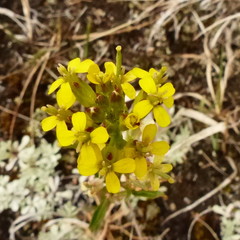 Erysimum coarctatum