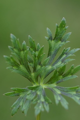 Ranunculus serpens polyanthemophyllus
