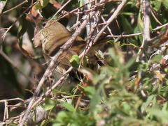 Acrocephalus scirpaceus hallae