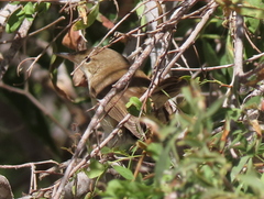 Acrocephalus scirpaceus hallae