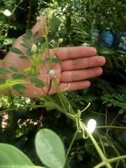 Thomisoidea