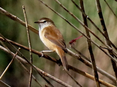 Acrocephalus scirpaceus hallae