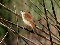 Acrocephalus scirpaceus hallae