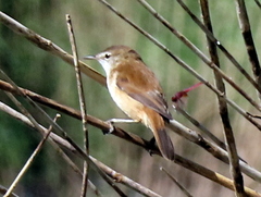 Acrocephalus scirpaceus hallae