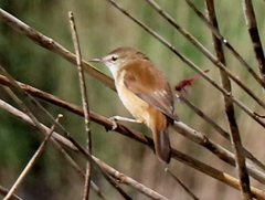 Acrocephalus scirpaceus hallae