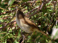 Acrocephalus scirpaceus hallae