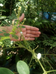 Thomisoidea