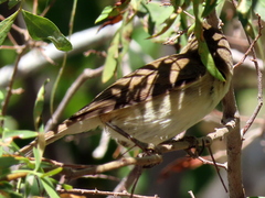 Acrocephalus scirpaceus hallae