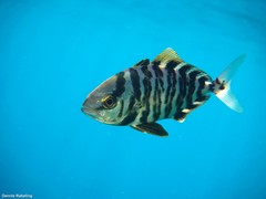 Seriola fasciata