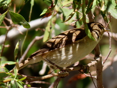 Acrocephalus scirpaceus hallae