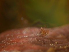 Periclimenes scriptus