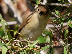 Acrocephalus scirpaceus hallae
