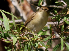 Acrocephalus scirpaceus hallae