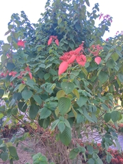 Mussaenda erythrophylla