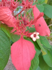 Mussaenda erythrophylla