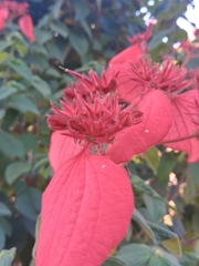 Mussaenda erythrophylla
