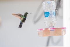 Eulampis holosericeus