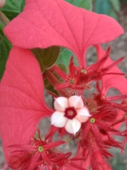 Mussaenda erythrophylla