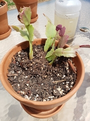 Schlumbergera buckleyi