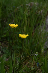 Ranunculus tuberosus