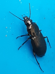 Pterostichus mutus