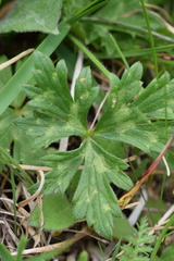 Ranunculus tuberosus