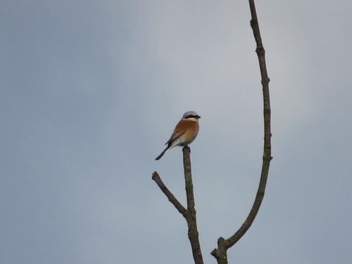 Alcaudón dorsirrojo (Lanius collurio)