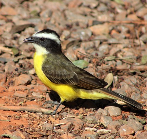 Rusty-margined Flycatcher