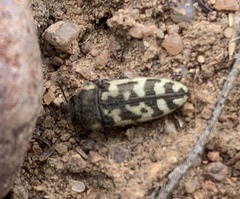 Acmaeodera variegata