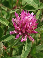 Trifolium pratense