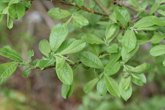 Salix appendiculata