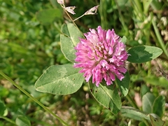 Trifolium pratense