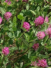 Trifolium pratense