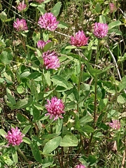 Trifolium pratense