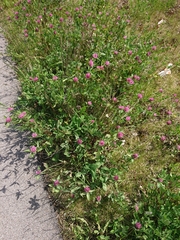Trifolium pratense