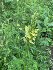 Pedicularis sibthorpii