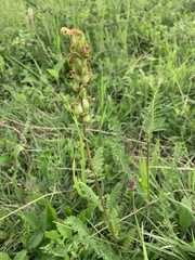 Pedicularis sibthorpii