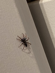 Sergiolus columbianus