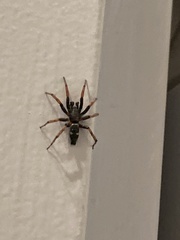 Sergiolus columbianus