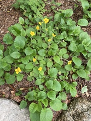 Chrysogonum