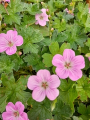 Geranium × oxonianum