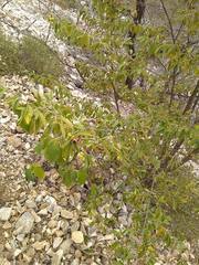 Neopringlea integrifolia