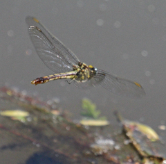 Arigomphus lentulus