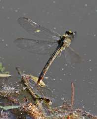 Arigomphus lentulus